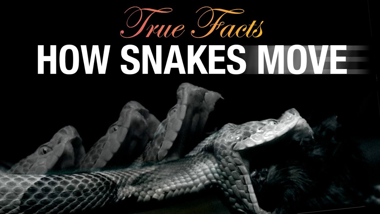 A Fascinating Video About How Snakes Move